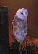 barn owl